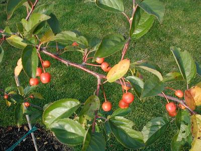 gallery_6954_1286_12333.jpg