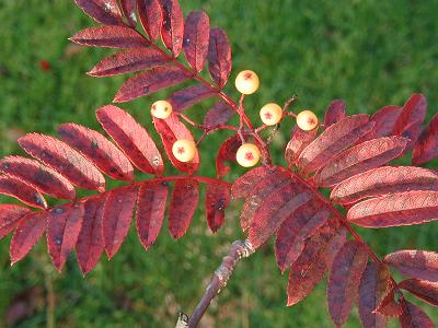 gallery_6954_1286_4888.jpg
