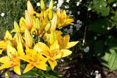 gallery_3006_1311_114473.jpg