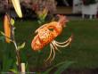 tn_gallery_3006_1311_105228.jpg