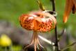 tn_gallery_3006_1311_15048.jpg