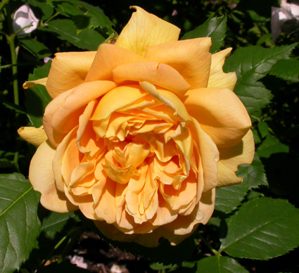 gallery_276_1247_31475.jpg