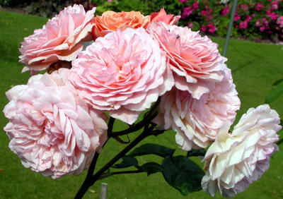 gallery_276_1247_46658.jpg
