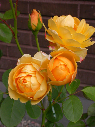 gallery_276_1247_48358.jpg