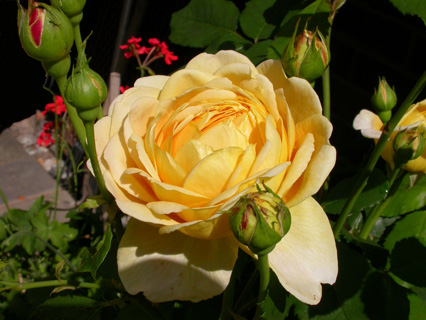 gallery_276_1247_54312.jpg