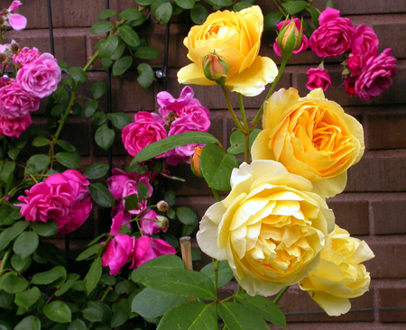 gallery_276_1247_72037.jpg