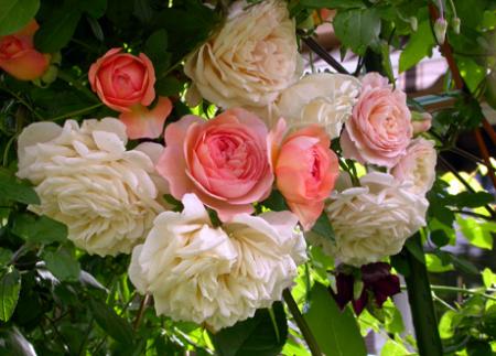 gallery_276_1247_118.jpg