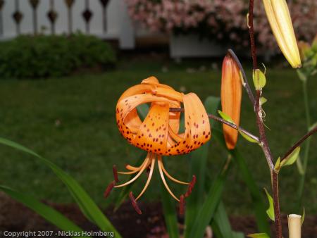 gallery_3006_1311_114461.jpg