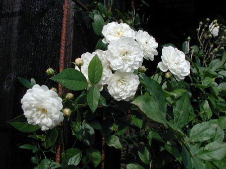 gallery_6954_1316_2894.jpg