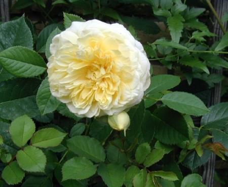 gallery_6954_1316_56515.jpg