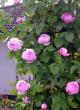 tn_gallery_276_1247_27565.jpg
