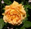 tn_gallery_276_1247_31475.jpg