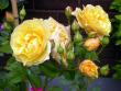 tn_gallery_276_1247_39877.jpg