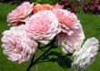 tn_gallery_276_1247_46658.jpg