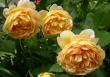 tn_gallery_276_1247_62559.jpg