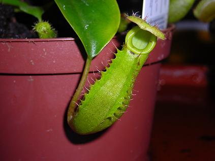 gallery_12890_1317_14561.jpg