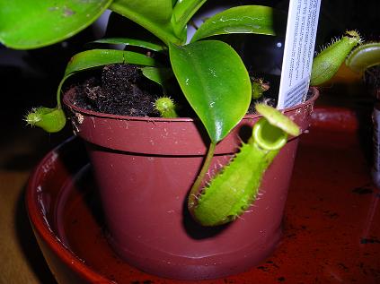 gallery_12890_1317_30020.jpg