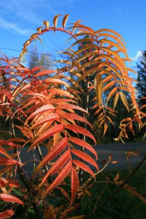 gallery_12739_1185_44206.jpg