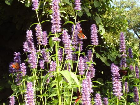 gallery_579_35_138159.jpg