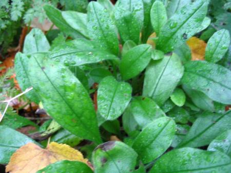 gallery_5846_1313_65402.jpg