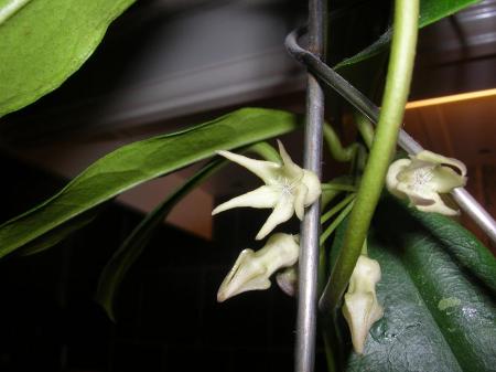 gallery_6805_185_76507.jpg