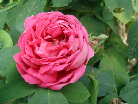 gallery_6954_1316_31189.jpg