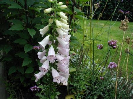 gallery_6954_1319_11654.jpg