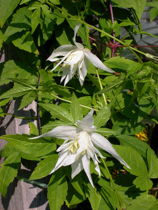 gallery_276_1322_21611.jpg