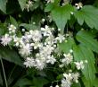 tn_gallery_276_1322_16834.jpg