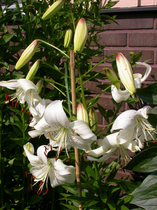 gallery_276_1323_13015.jpg