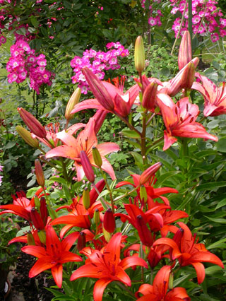 gallery_276_1323_23393.jpg