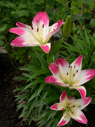 gallery_276_1323_25313.jpg