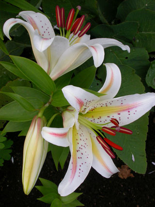 gallery_276_1323_4432.jpg