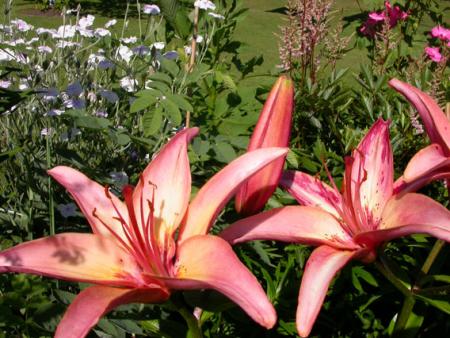 gallery_276_1323_1179.jpg