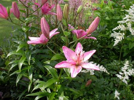 gallery_276_1323_4733.jpg
