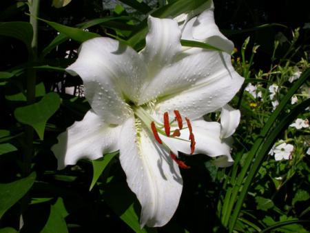 gallery_276_1323_52252.jpg