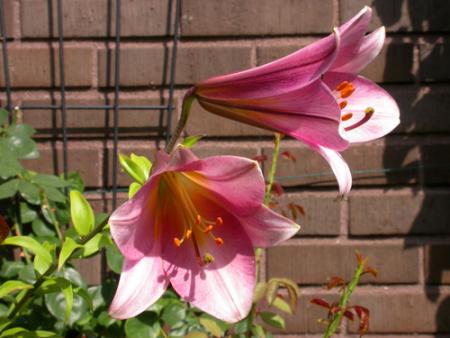 gallery_276_1323_5945.jpg