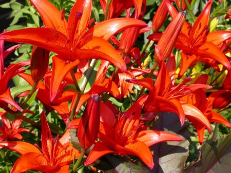 gallery_276_1323_77544.jpg
