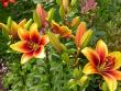 tn_gallery_276_1323_1054.jpg