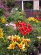 tn_gallery_276_1323_21365.jpg