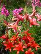 tn_gallery_276_1323_23393.jpg