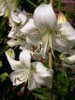 tn_gallery_276_1323_25018.jpg