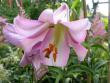 tn_gallery_276_1323_30955.jpg