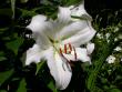 tn_gallery_276_1323_52252.jpg