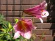 tn_gallery_276_1323_5945.jpg
