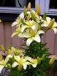 tn_gallery_276_1323_74144.jpg