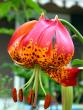 tn_gallery_276_1323_9861.jpg