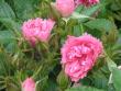 tn_gallery_9255_981_2435.jpg