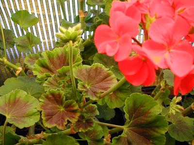 gallery_6954_1329_13038.jpg