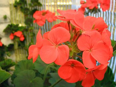 gallery_6954_1329_22629.jpg